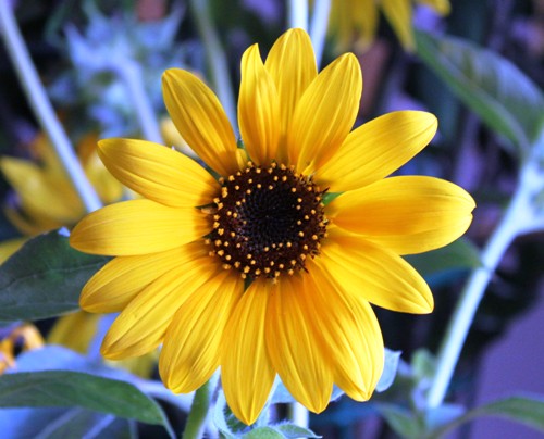 girasole-intero.JPG