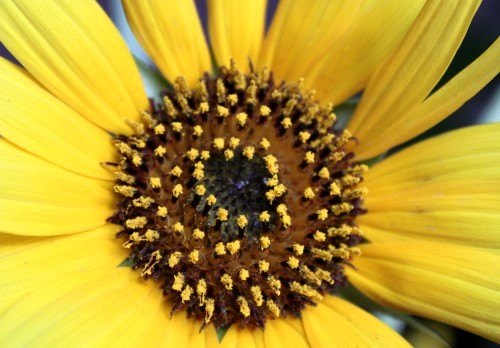 girasole.JPG