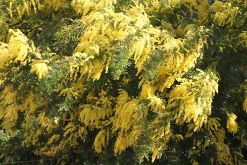 mimose.JPG