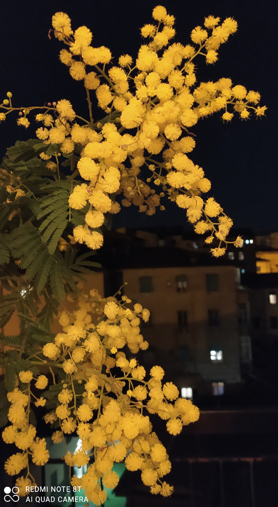 mimosa-notturna1.jpg